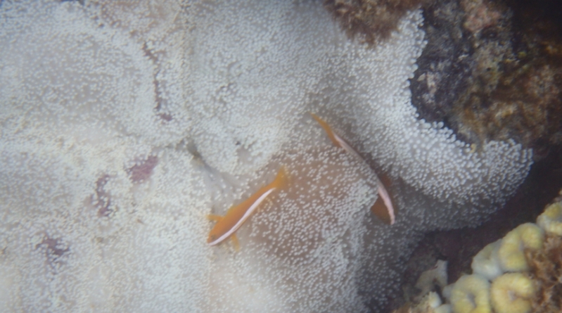 �����炵���{�f�B���C���Ɂb�o�X�g�A�b�v�T�v���I�y�G���X�g�z
���T�C�g